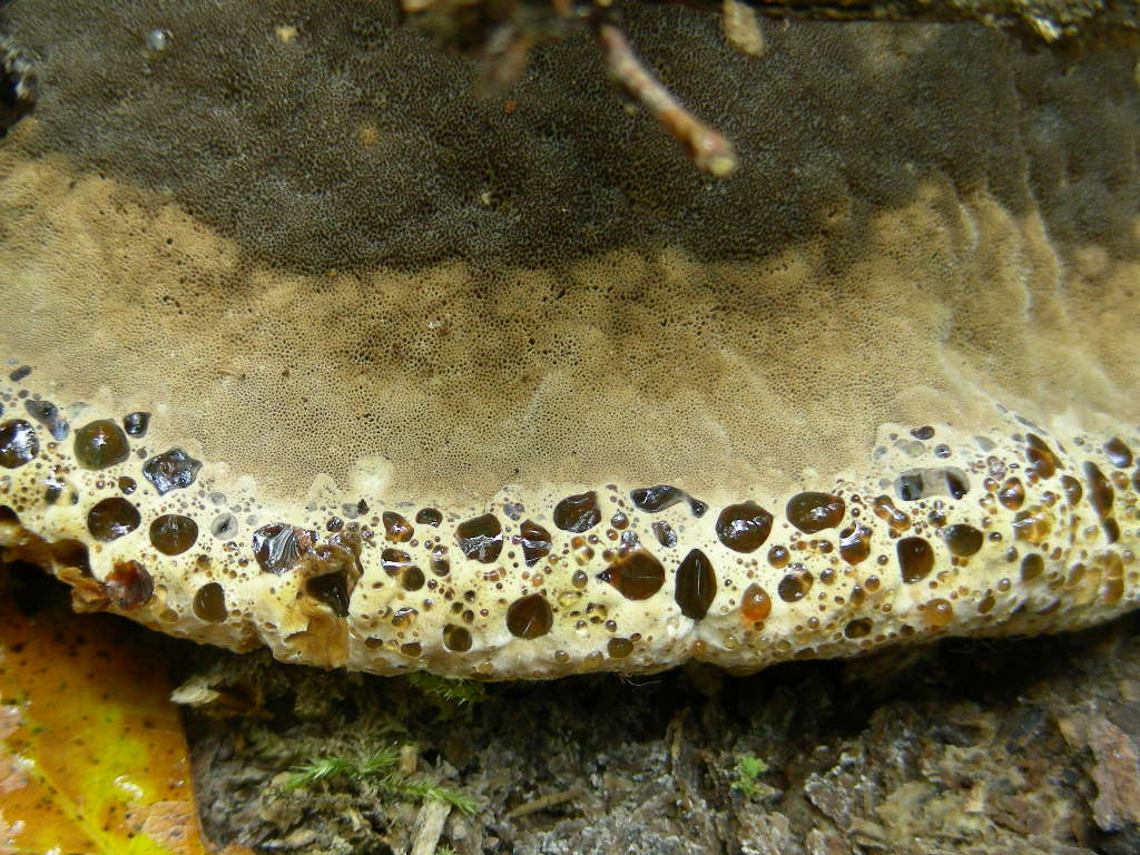 Inonotus dryadeus ...